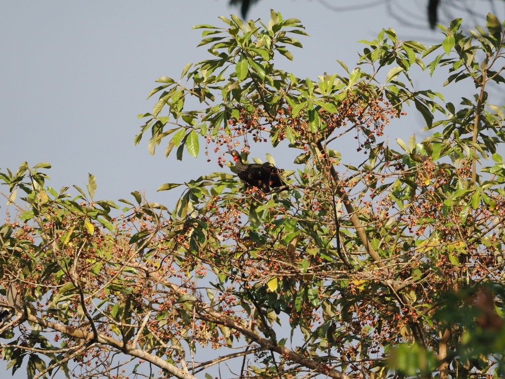 アマゾンシャクケイ - ML645015995