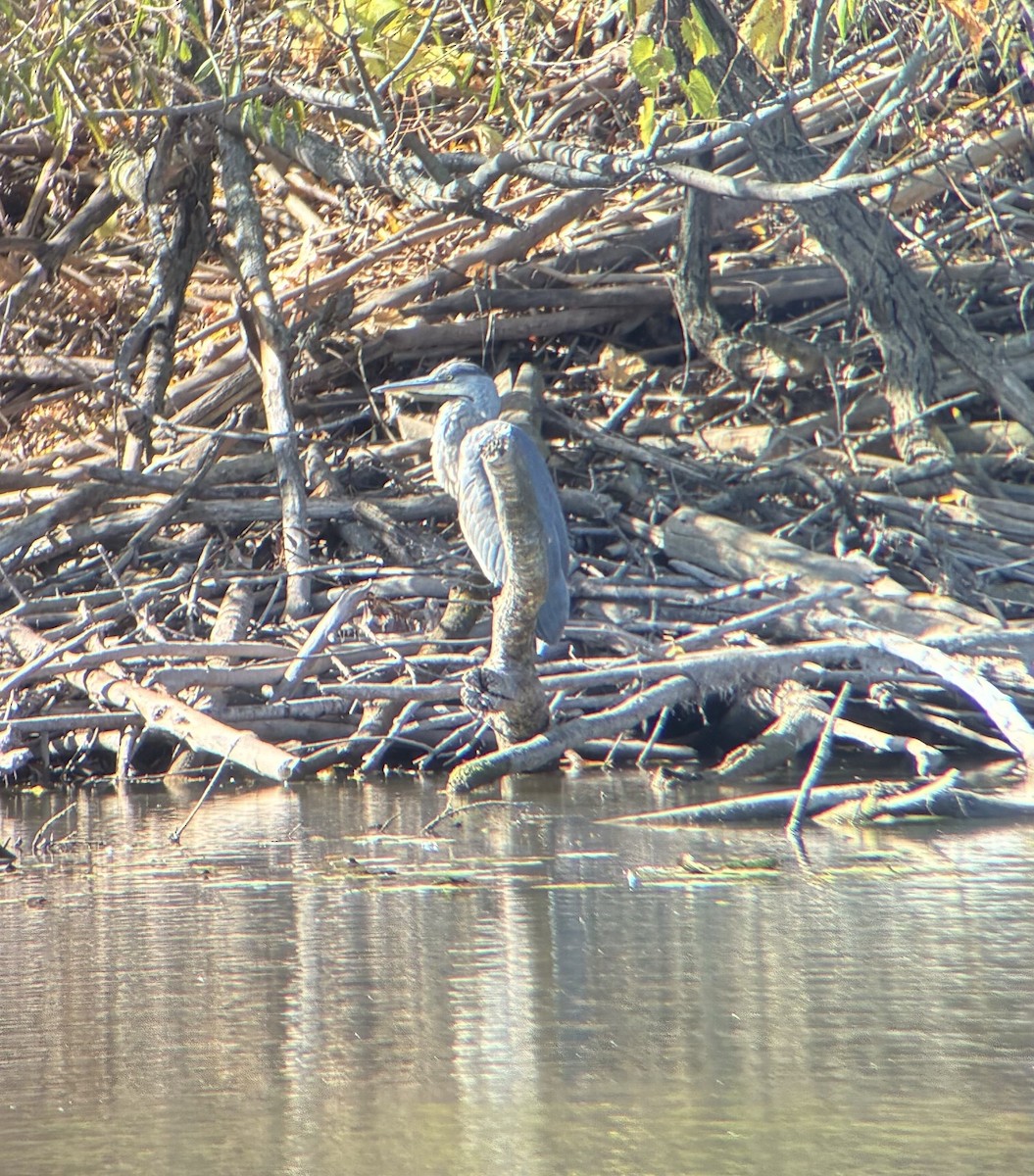 Great Blue Heron - ML645015997