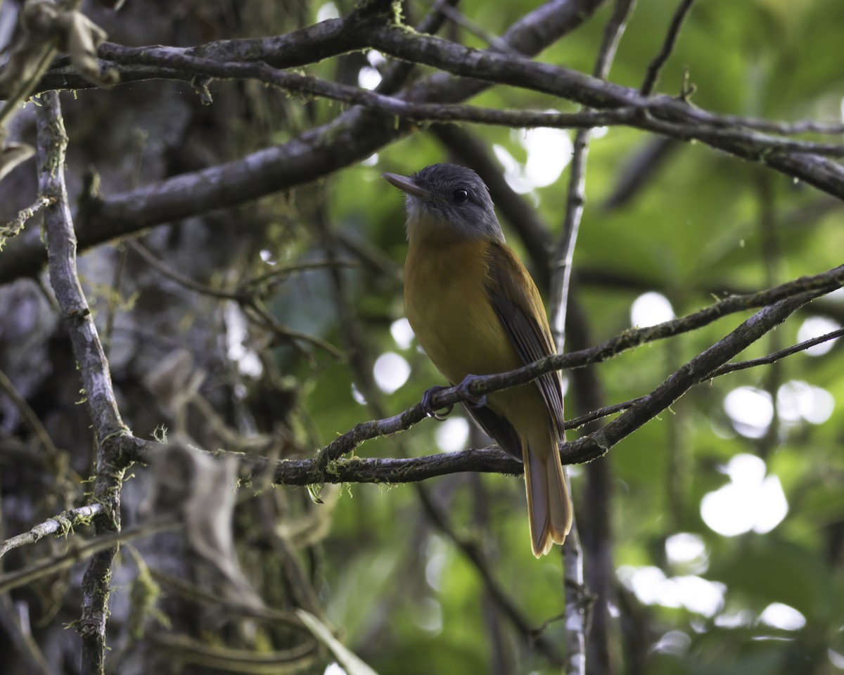 Gray-hooded Attila - ML645016003