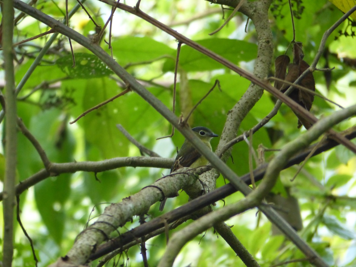 Barred Becard - ML645016006