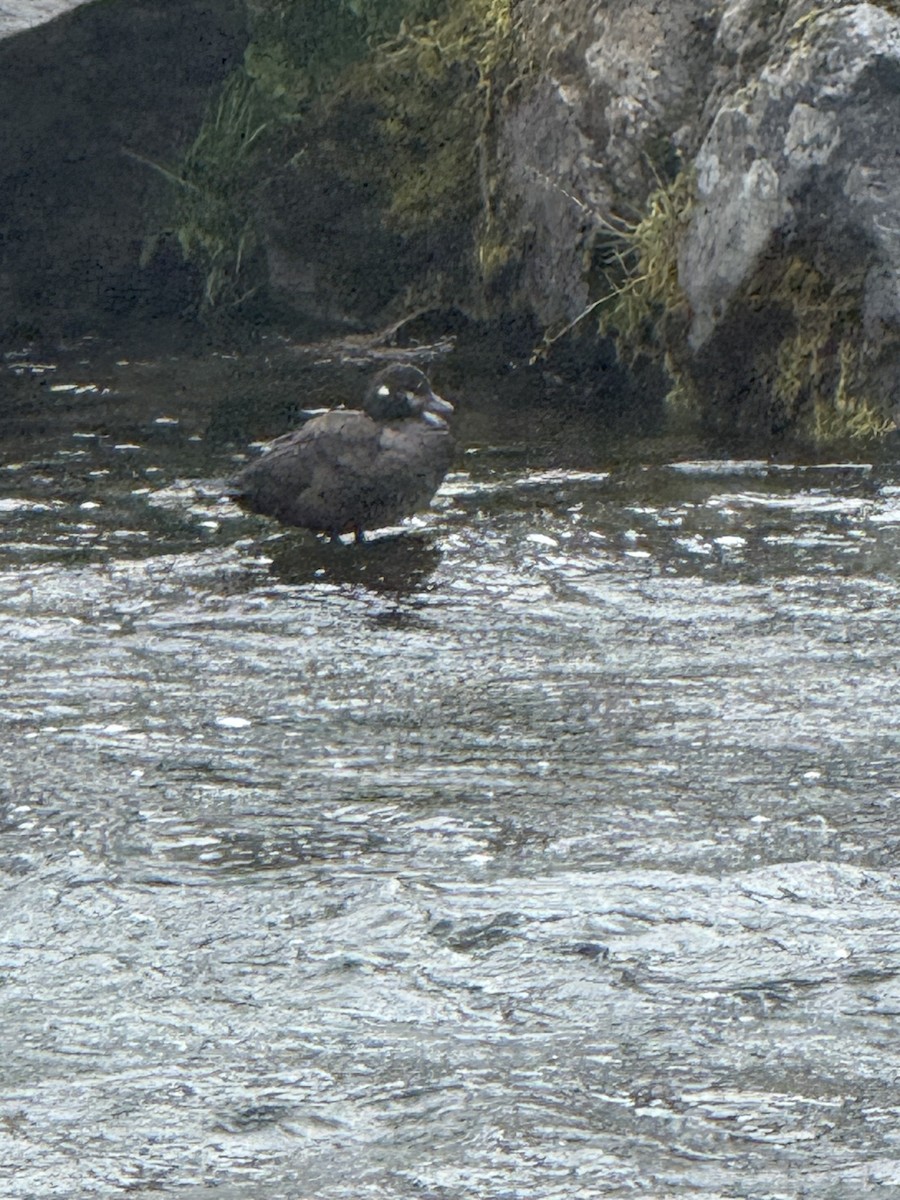 Ahate arlekina - ML645016011