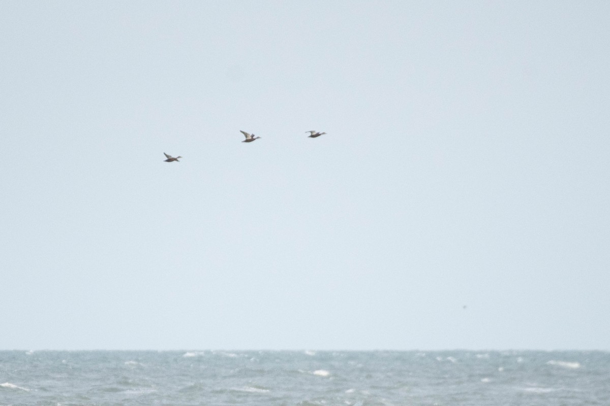 Ahate iluna - ML645016022