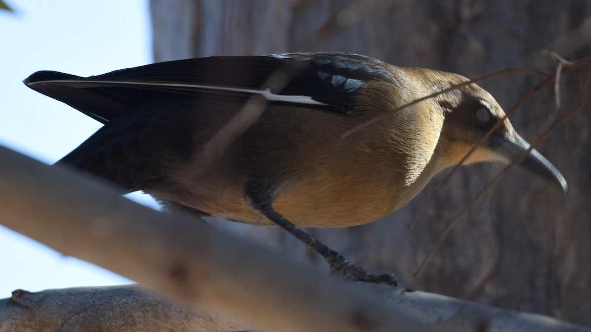 brunhodetrupial - ML645016027