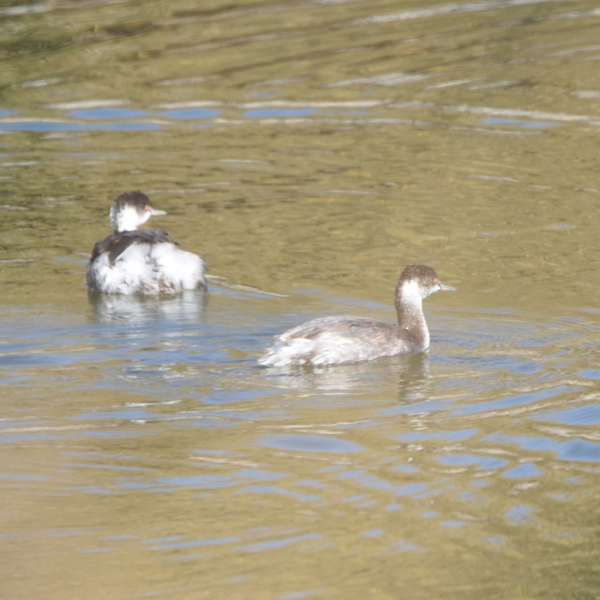 potápka černokrká - ML645016046