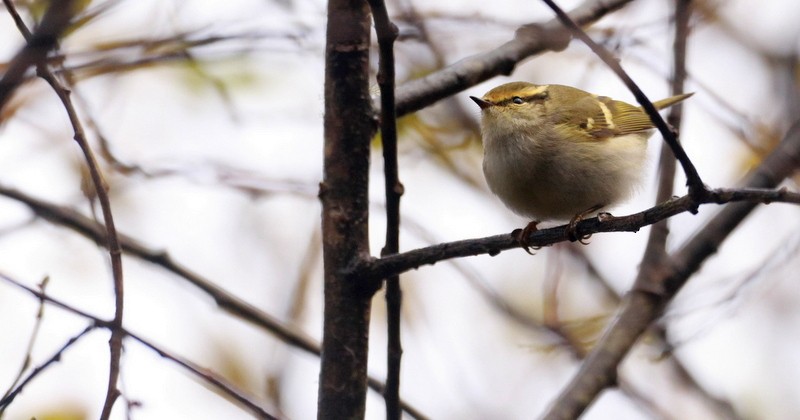 Pallas's Leaf Warbler - ML645016065