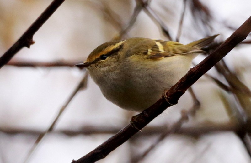 Pallas's Leaf Warbler - ML645016068
