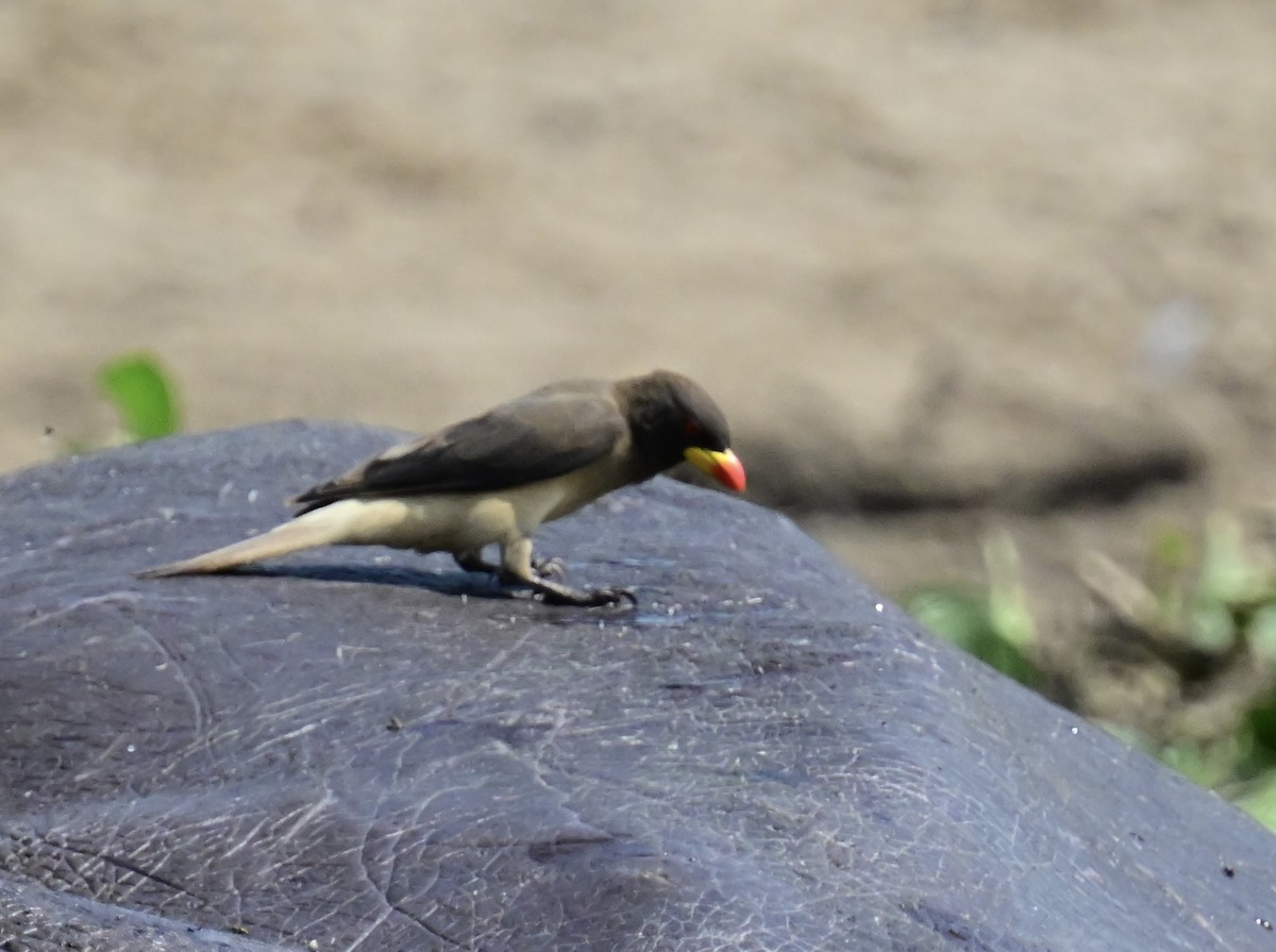 Yellow-billed Oxpecker - ML645016070