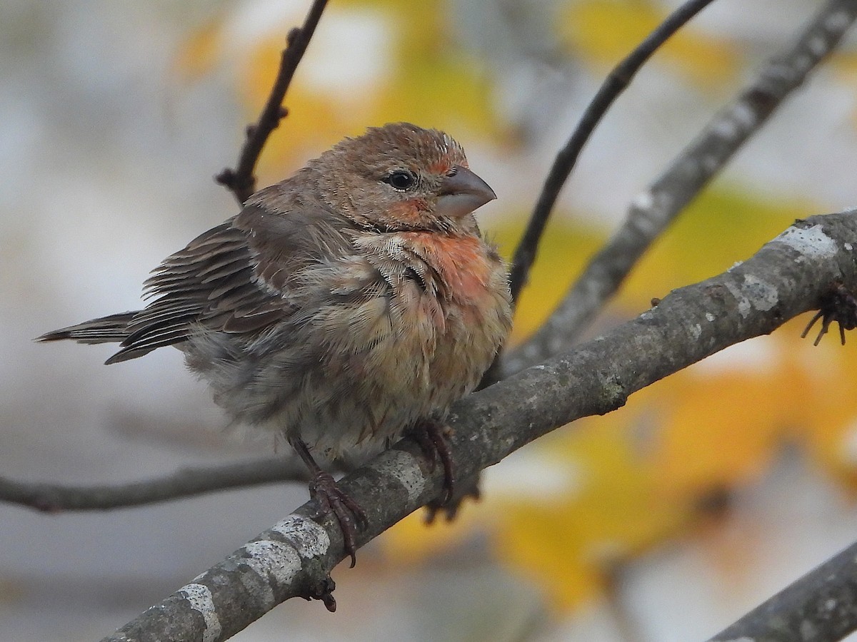 House Finch - ML645016076
