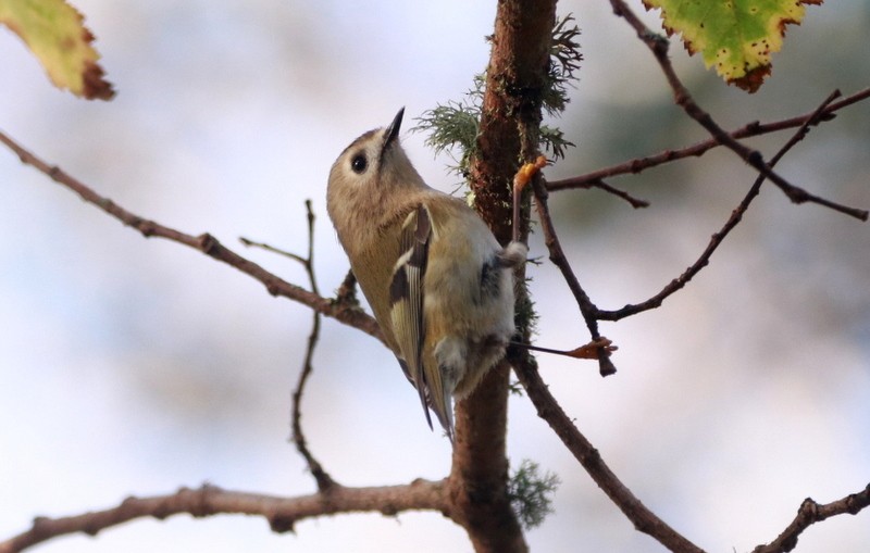 Goldcrest - ML645016080