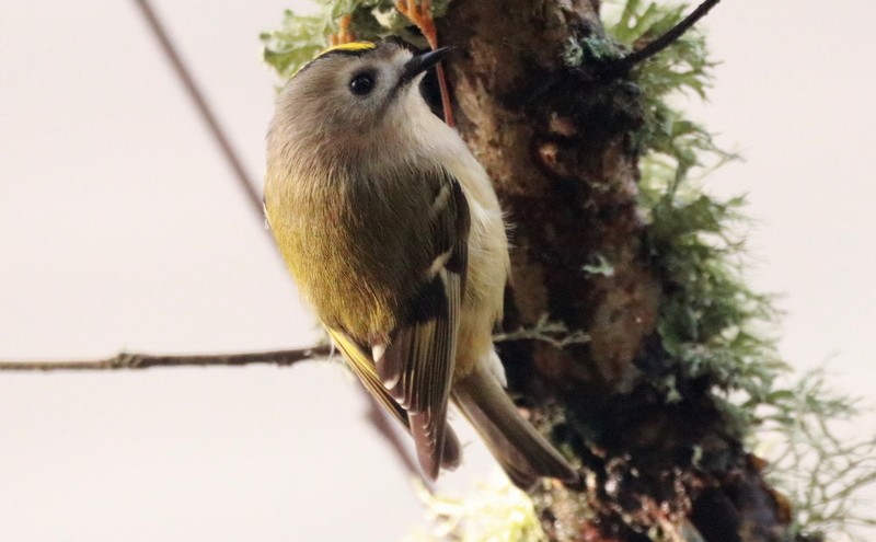 Goldcrest - ML645016081