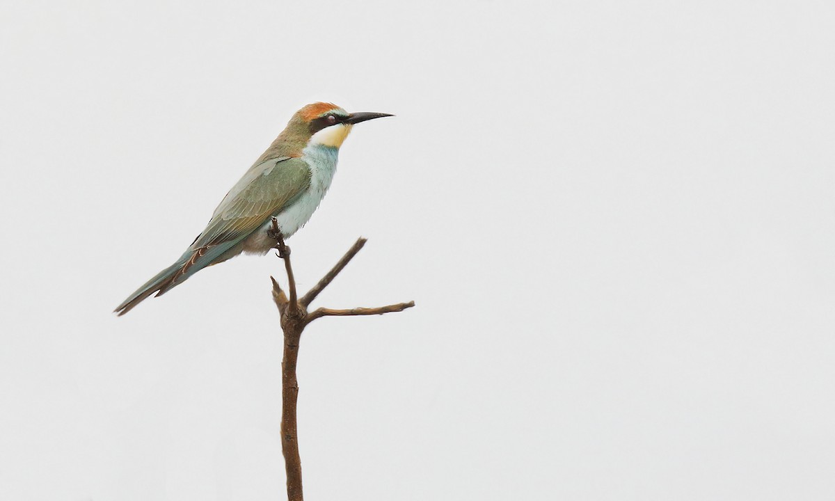 European Bee-eater - ML645016084