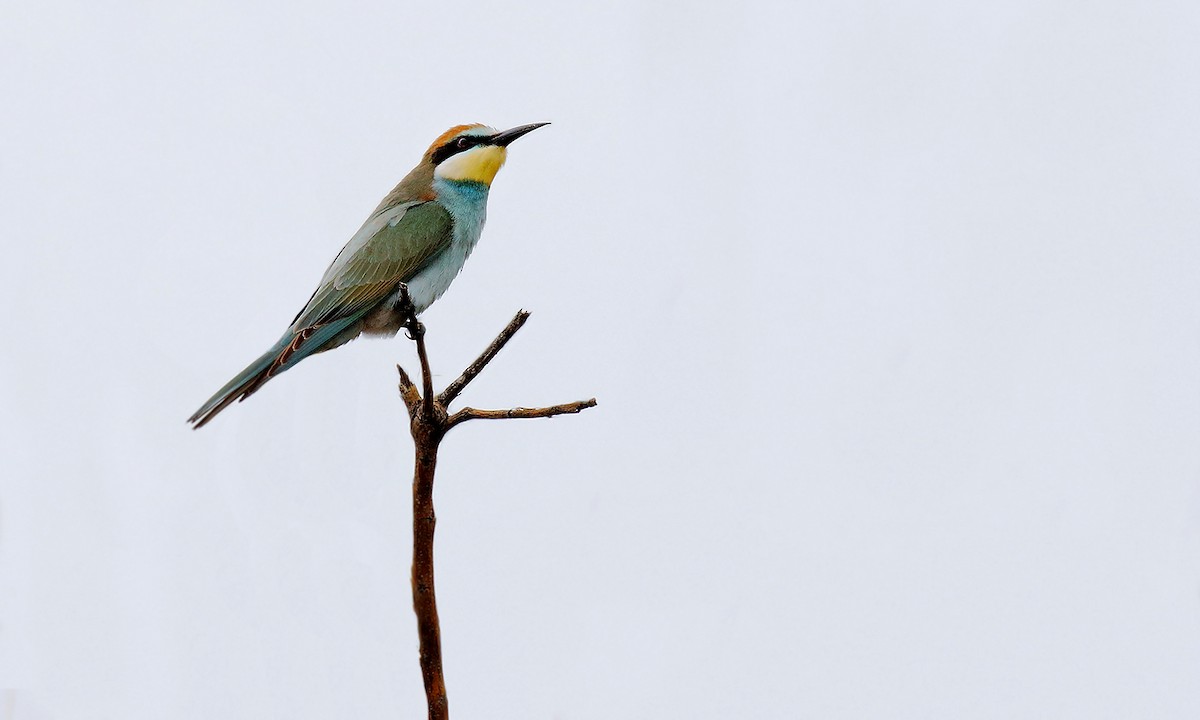 European Bee-eater - ML645016085
