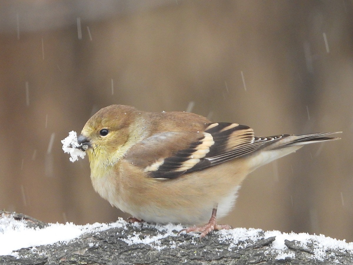 American Goldfinch - ML645016089