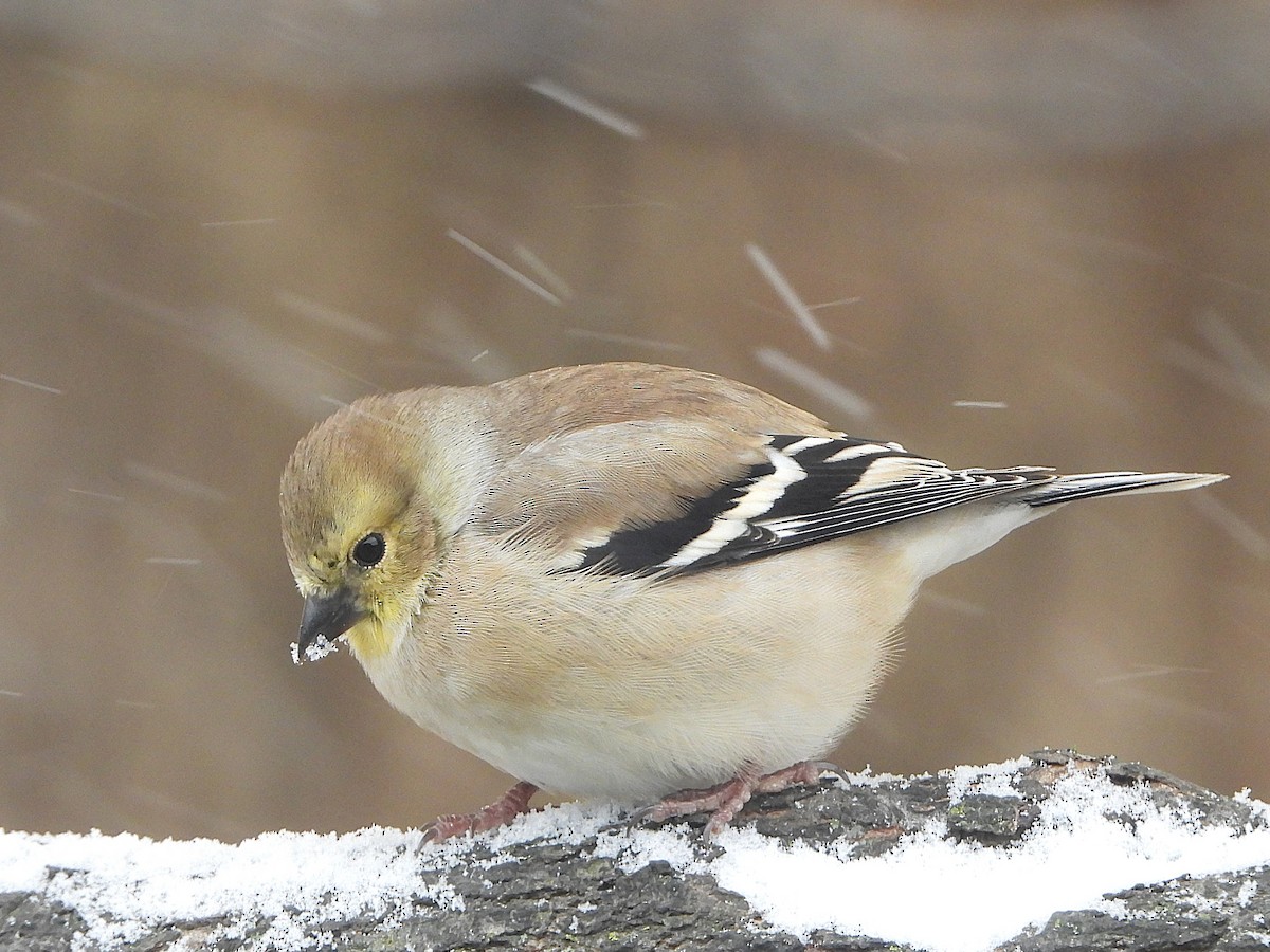 American Goldfinch - ML645016090