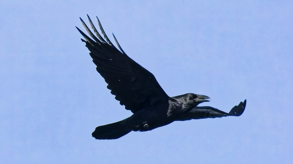 Grand Corbeau - ML645016101