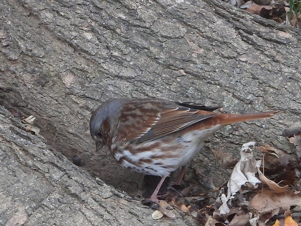 Fox Sparrow - ML645016122