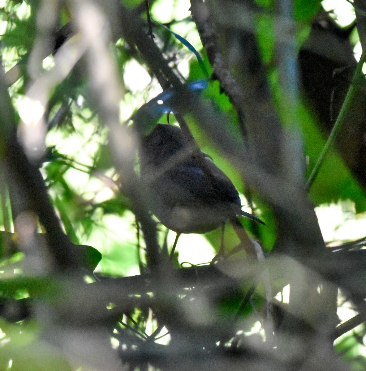 Planalto Tapaculo - ML645016150