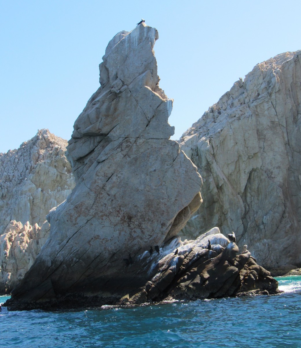 Brandt's Cormorant - ML645016153