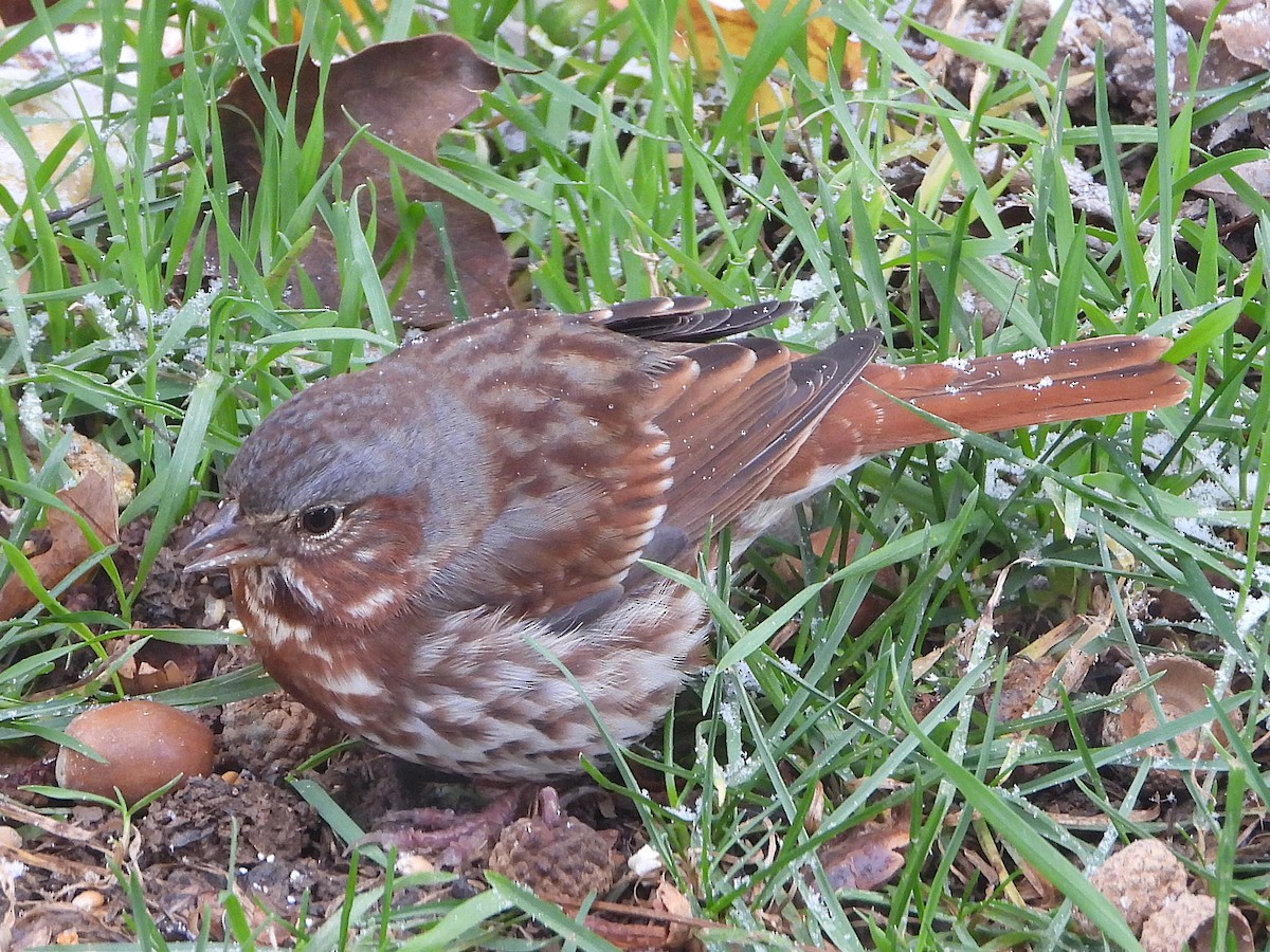 Fox Sparrow - ML645016158