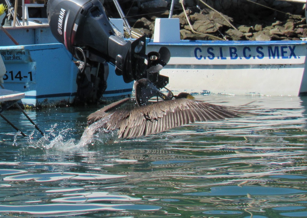 Brown Pelican - ML645016160