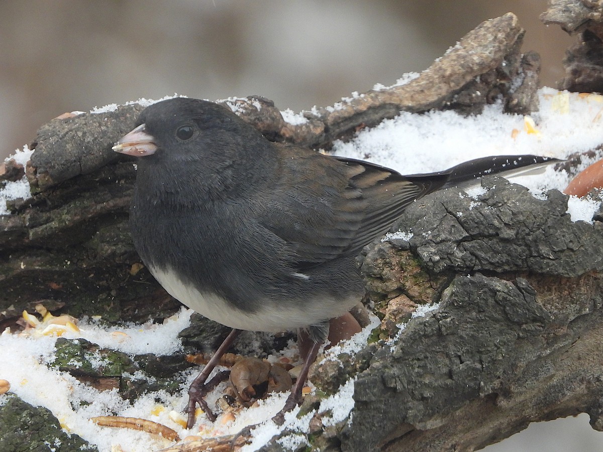 Серый юнко - ML645016164
