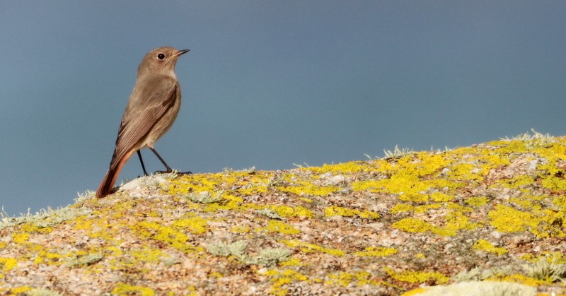 Black Redstart - ML645016165