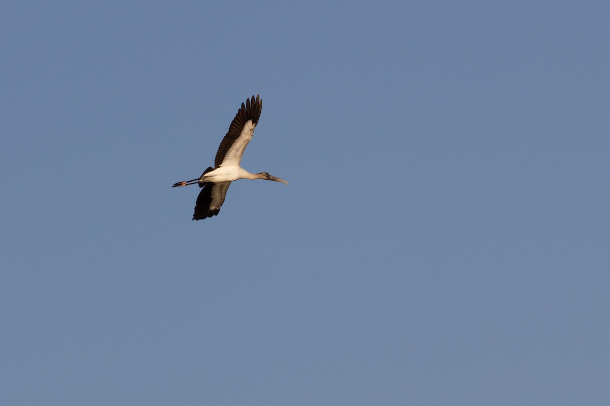 Wood Stork - ML645016180