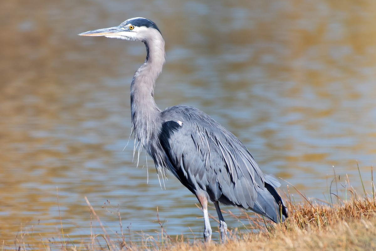 Great Blue Heron - ML645016194
