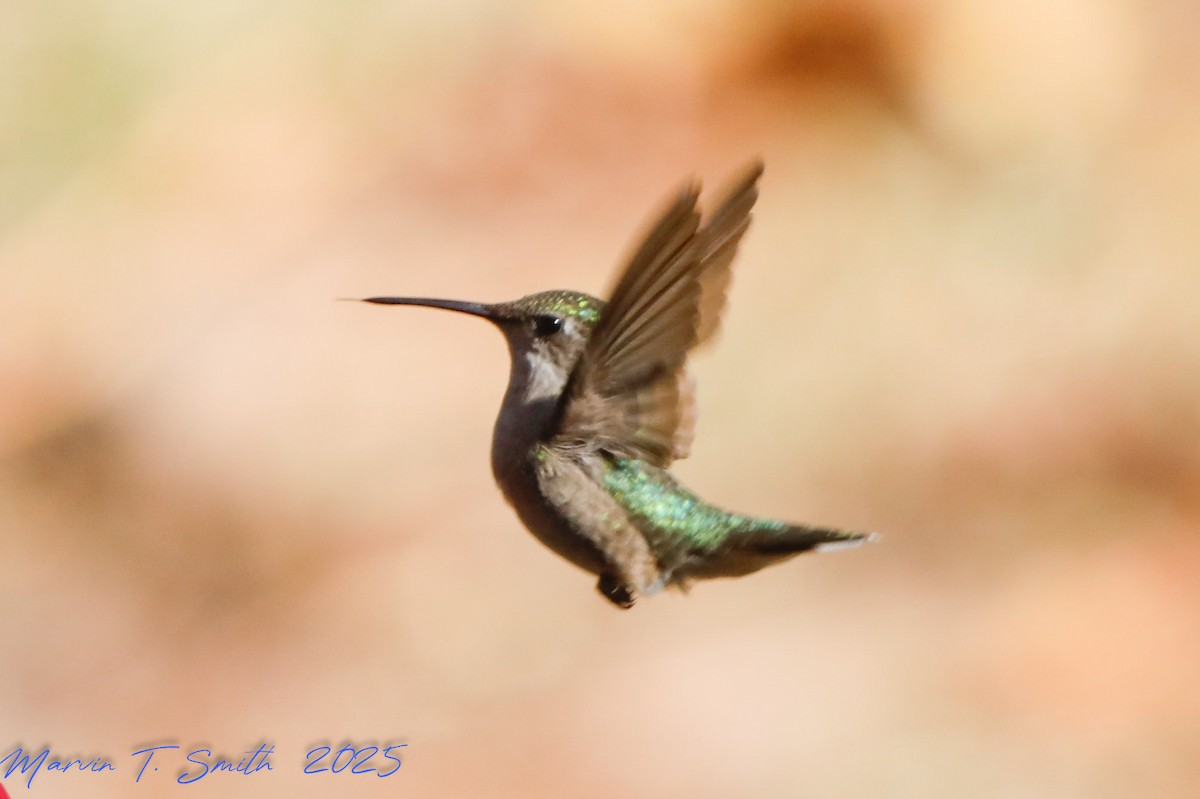 Колібрі рубіновогорлий - ML645016195