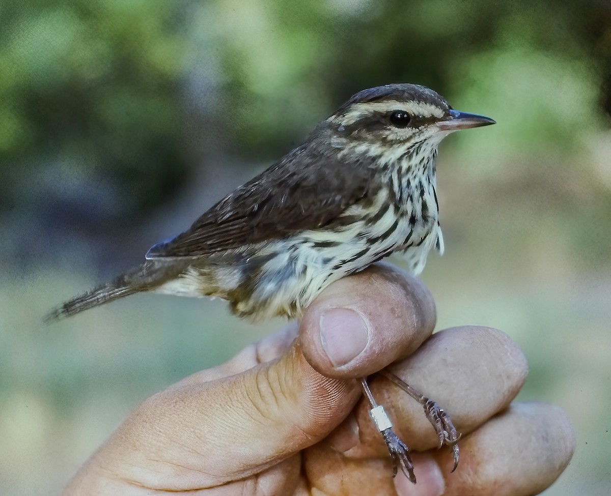Northern Waterthrush - ML645016200