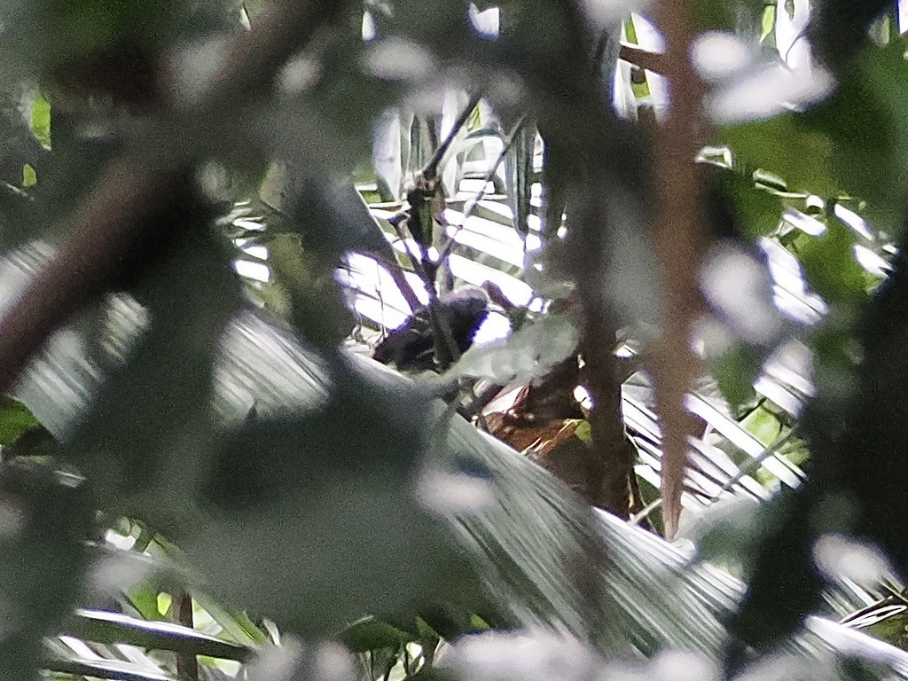 マミジロアリドリ - ML645016201