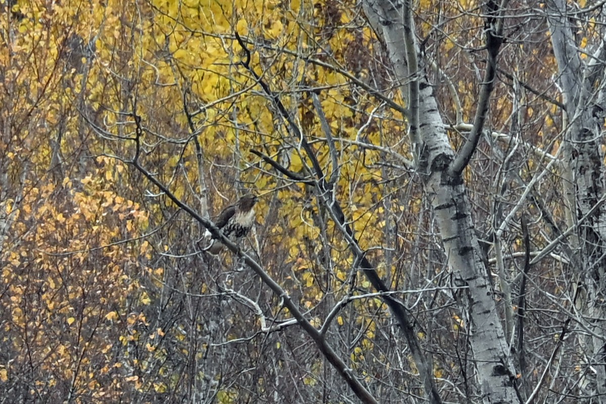 Red-tailed Hawk - ML645016223