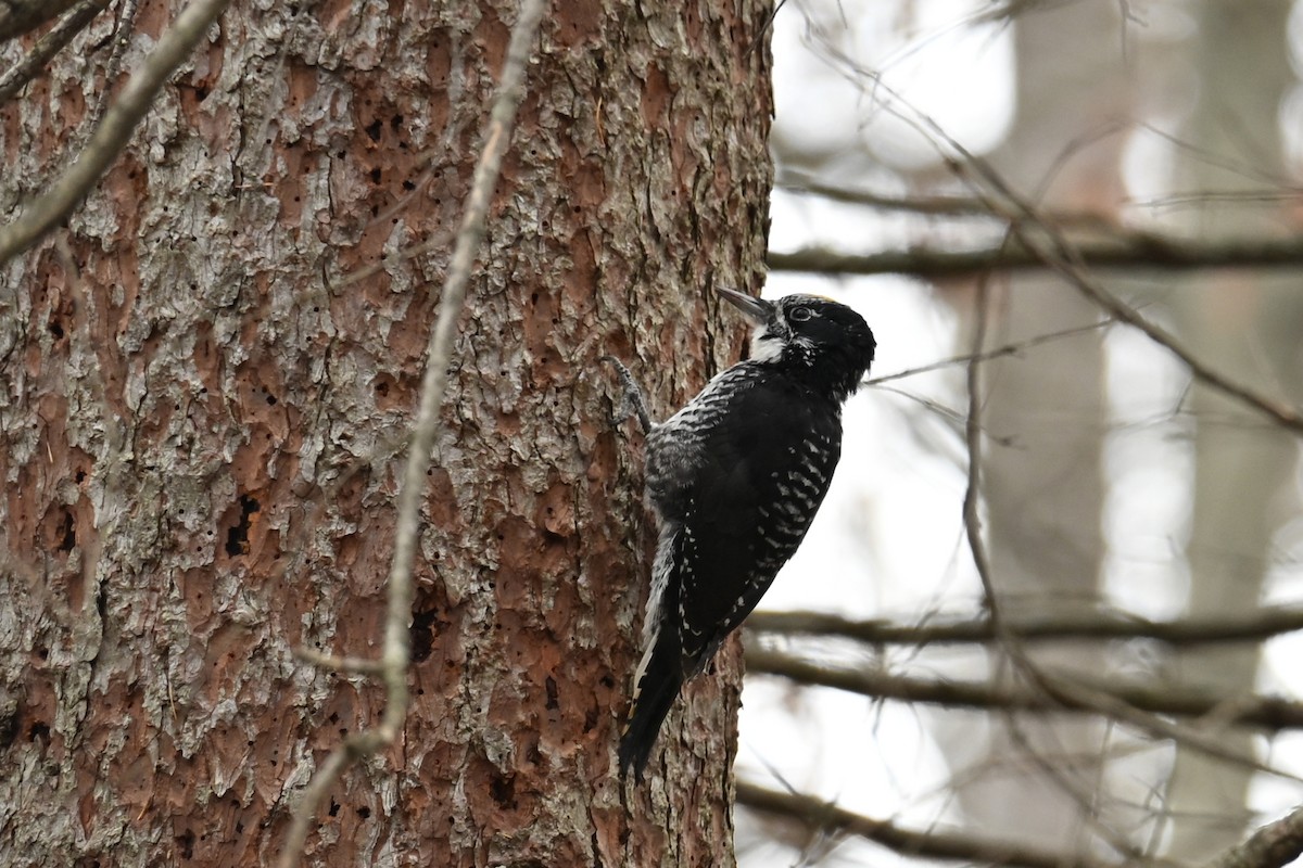 American Three-toed Woodpecker - ML645016236