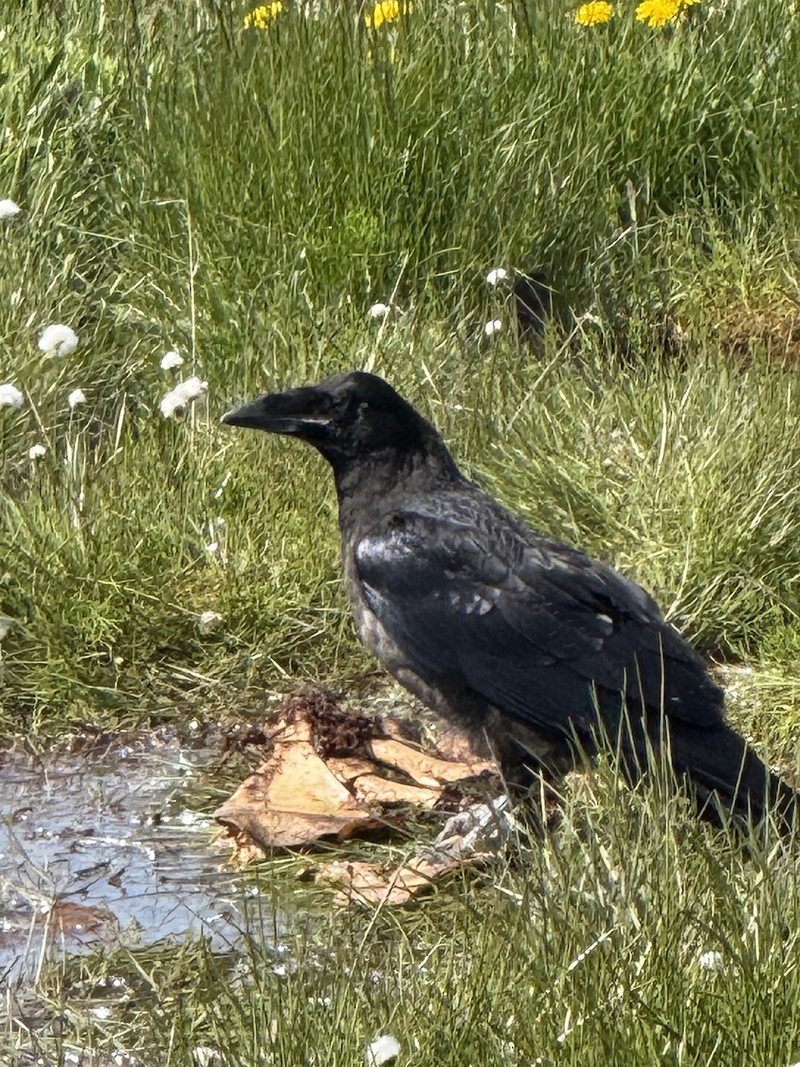 Grand Corbeau - ML645016241