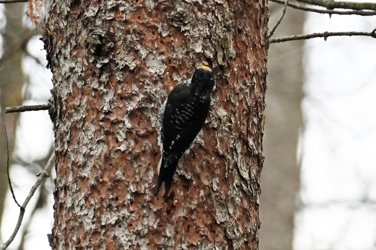 American Three-toed Woodpecker - ML645016243
