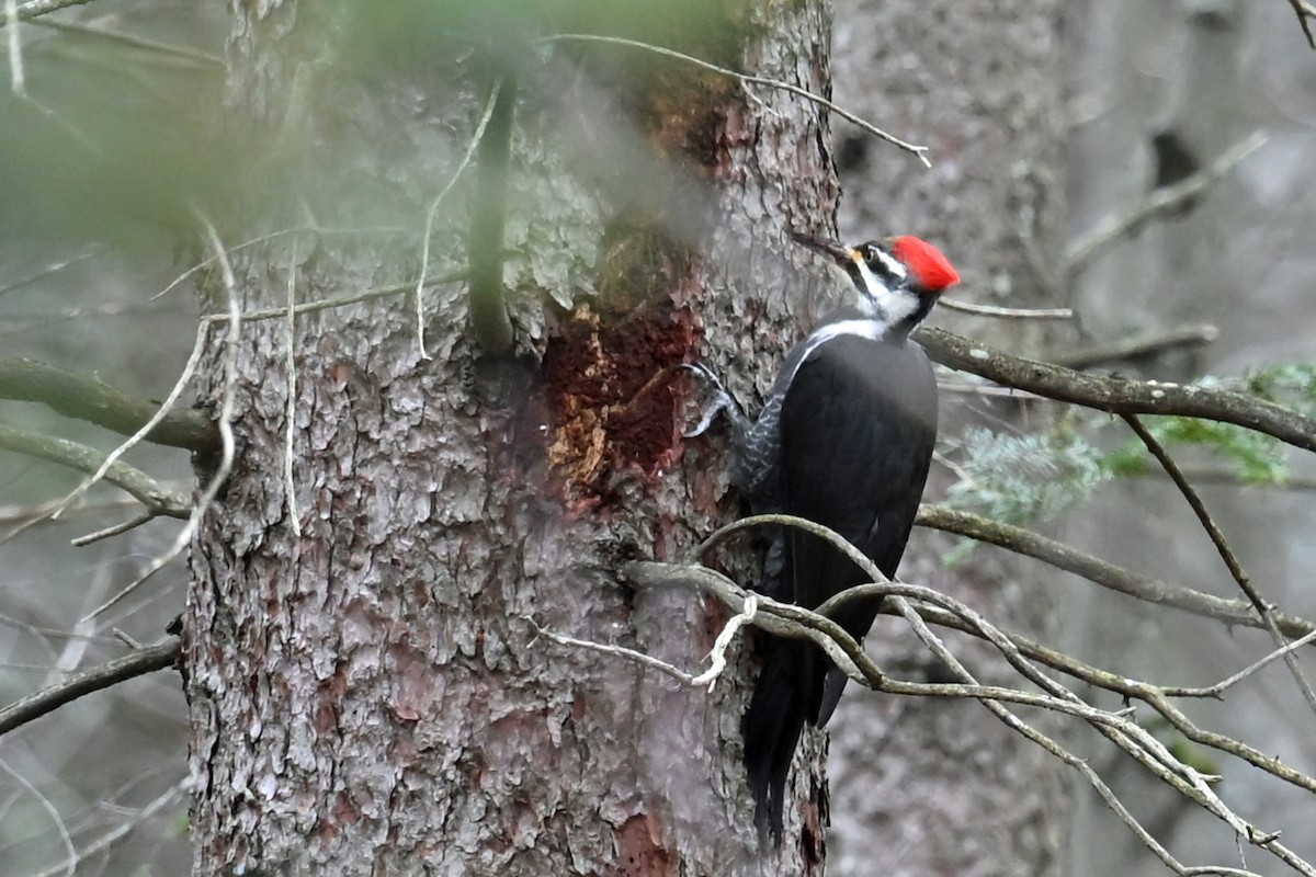 Pileated Woodpecker - ML645016246
