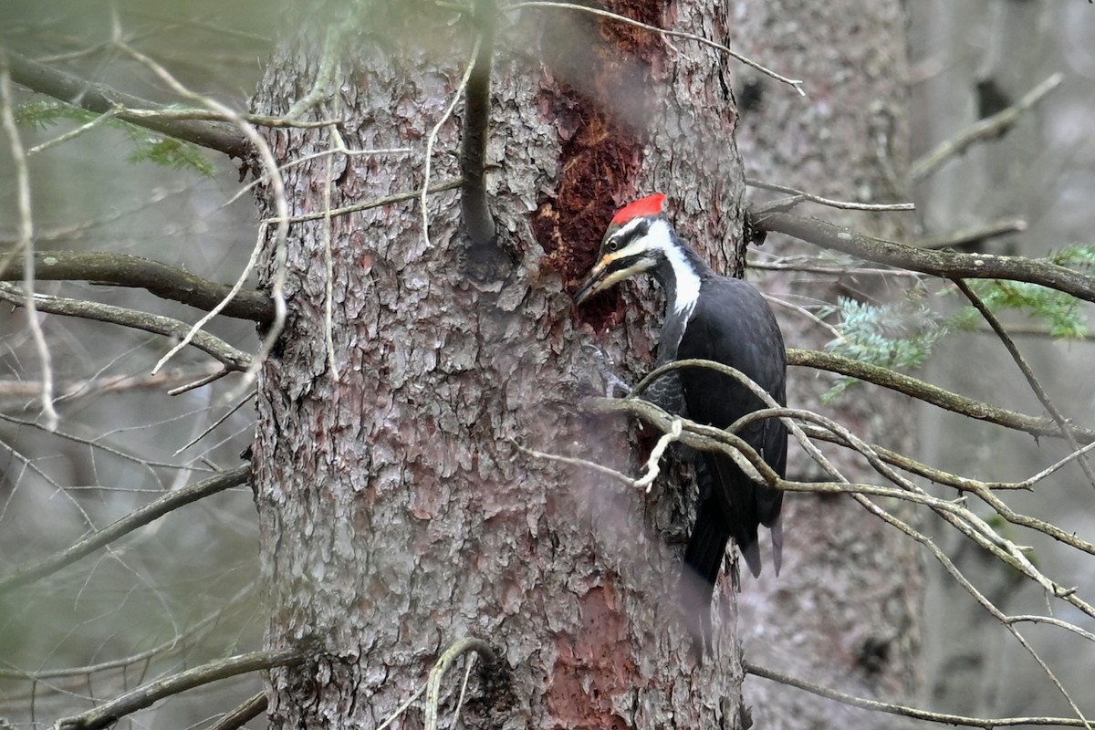 Pileated Woodpecker - ML645016247