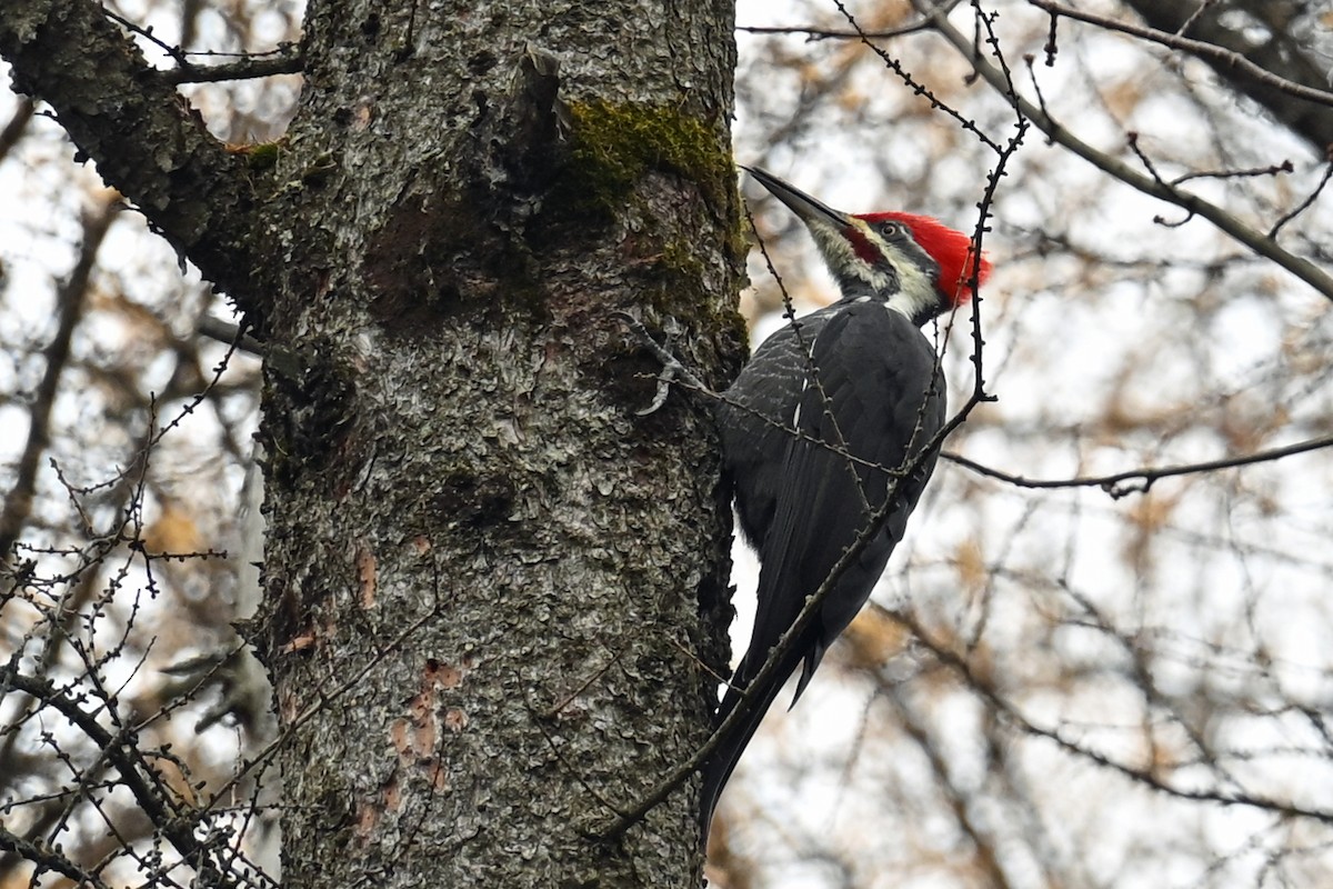 Pileated Woodpecker - ML645016248