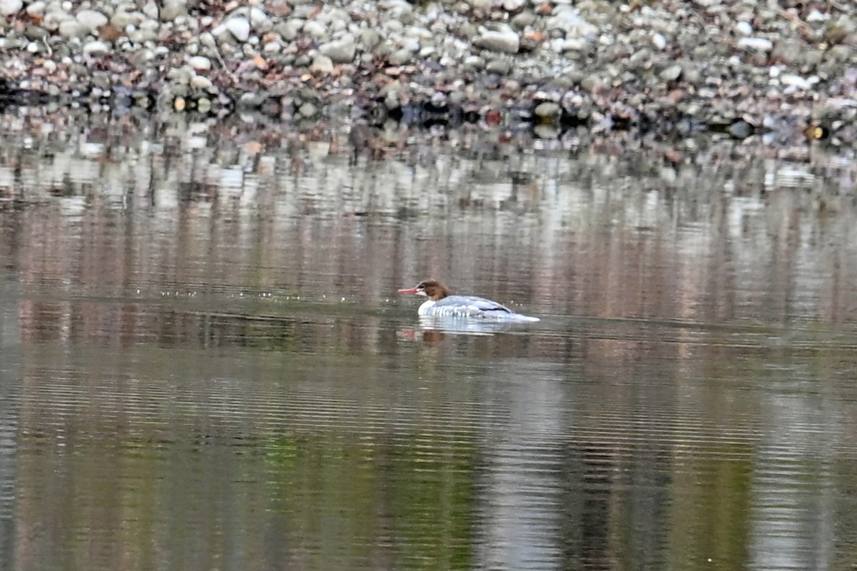 Common Merganser - ML645016252