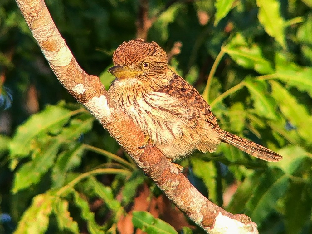 Лінивка-смугохвіст білогорла (підвид torridus) - ML645016259