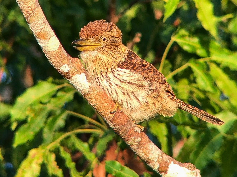 Лінивка-смугохвіст білогорла (підвид torridus) - ML645016260