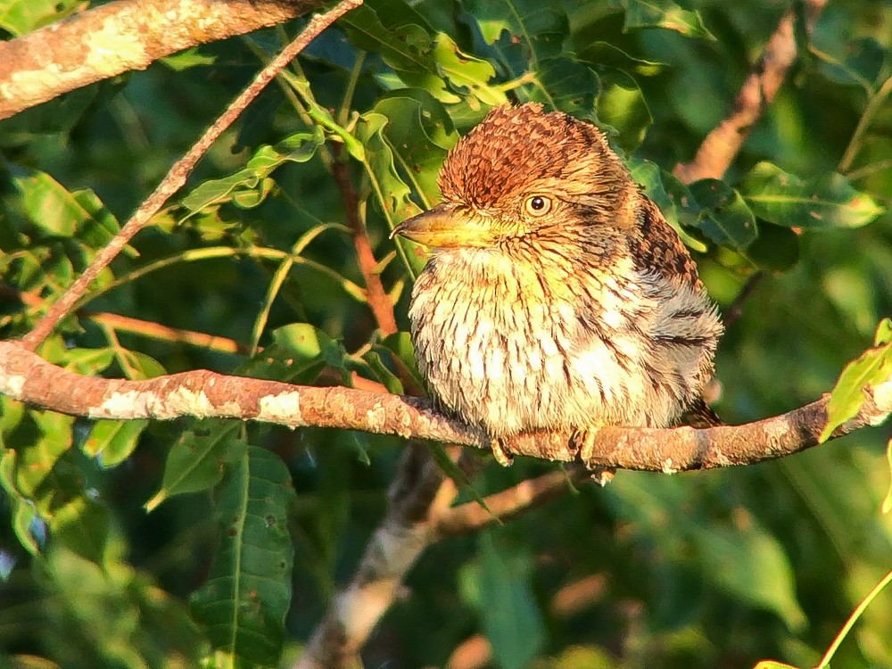 Лінивка-смугохвіст білогорла (підвид torridus) - ML645016261