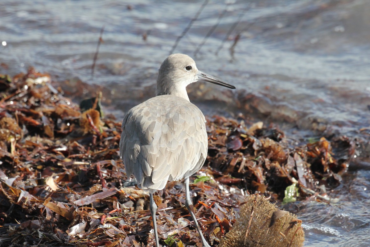Piro piro semipalmato (inornata) - ML645016263