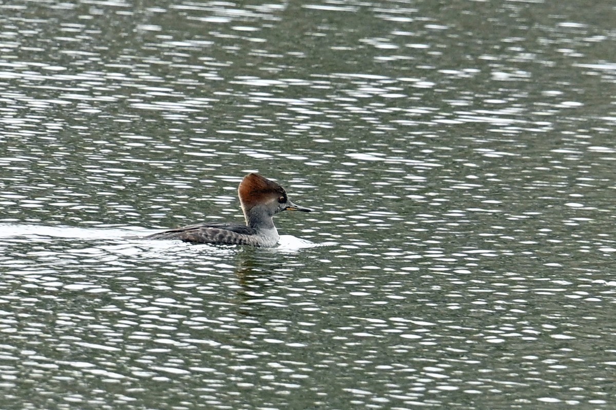 Hooded Merganser - ML645016265