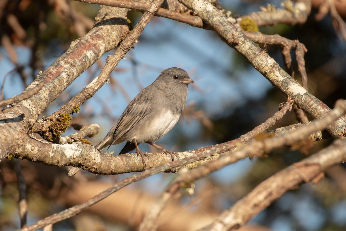 Серый юнко - ML645016269