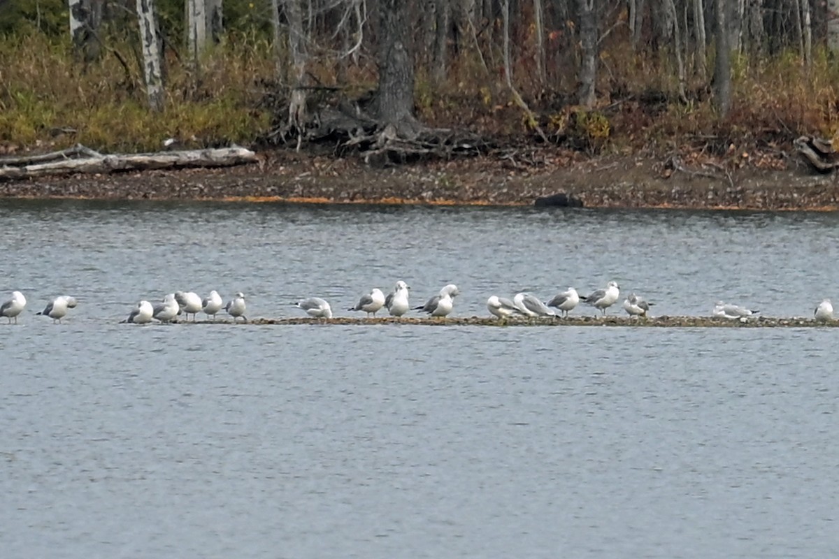 Ring-billed Gull - ML645016271