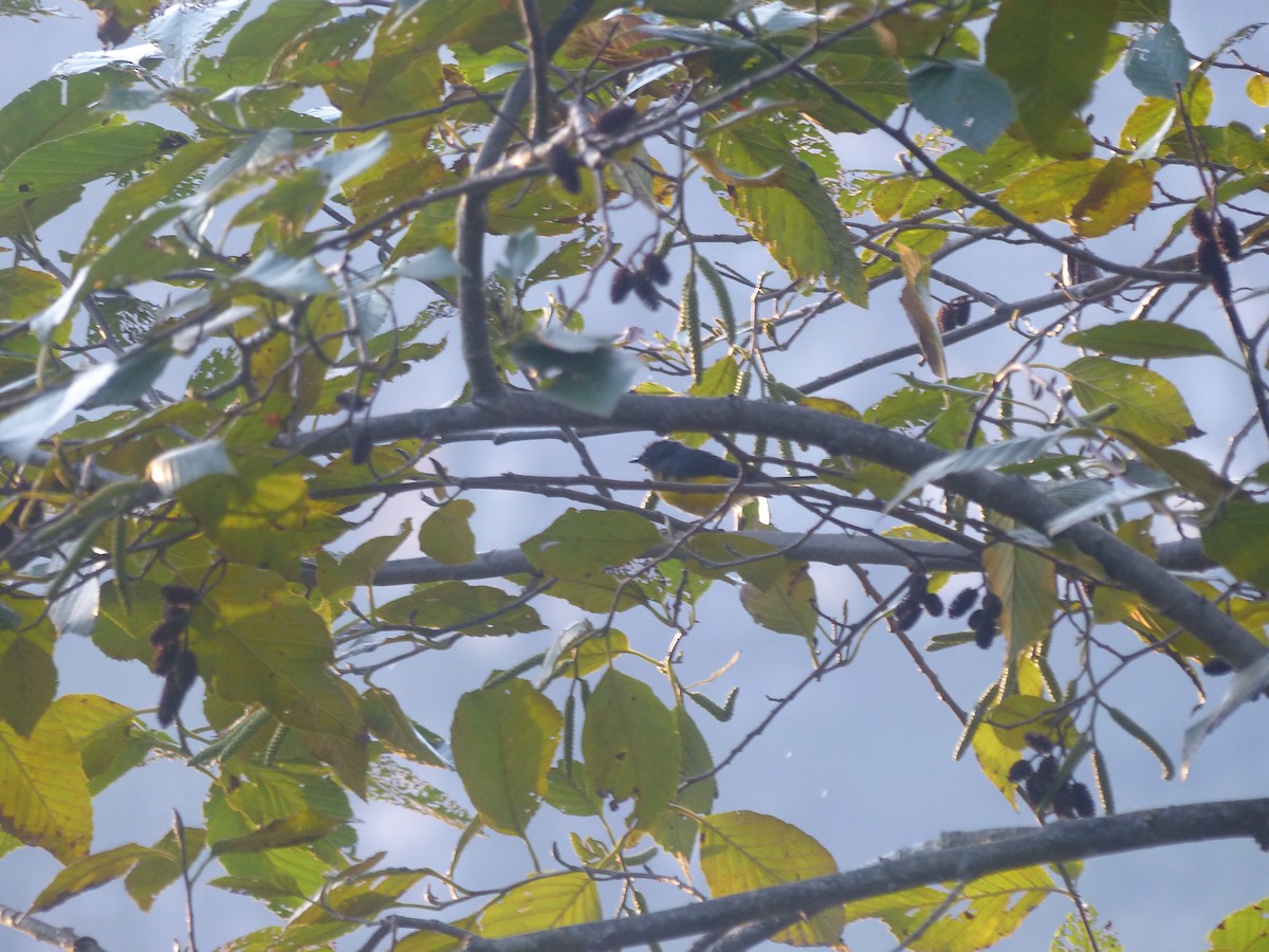 Slate-throated Redstart - ML645016295