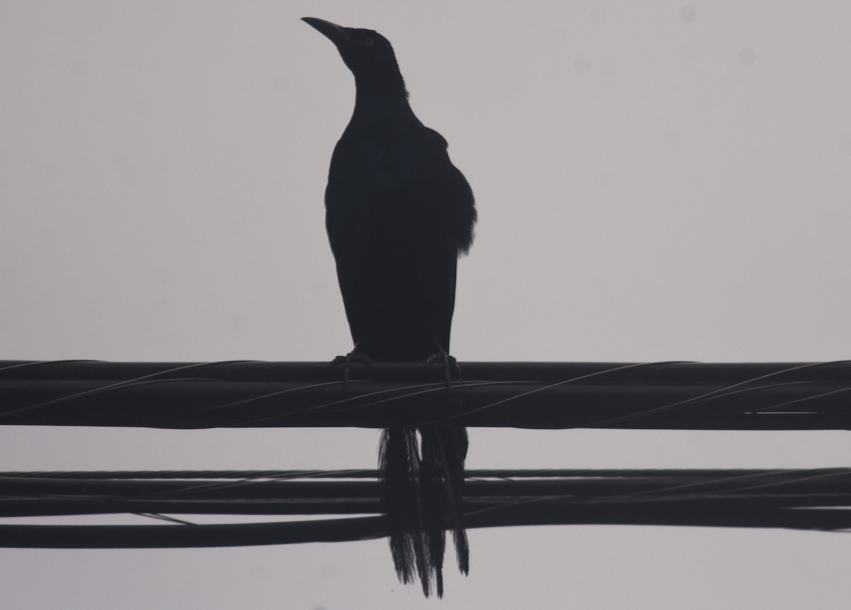 オナガクロムクドリモドキ - ML645016296