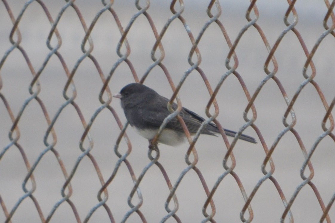 Серый юнко - ML645016298