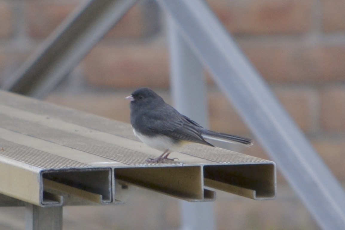 Серый юнко - ML645016299